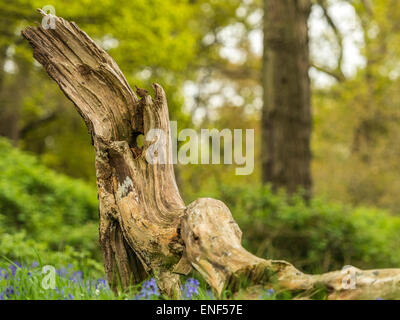 Anglais Pays de la faune - Wren (Troglodytidae) posés sur des Stump Banque D'Images