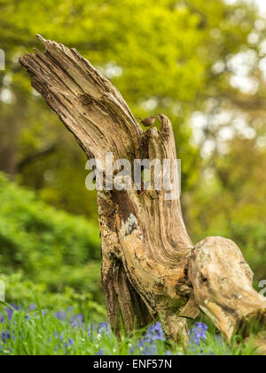 Anglais Pays de la faune - Wren (Troglodytidae) posés sur des Stump Banque D'Images