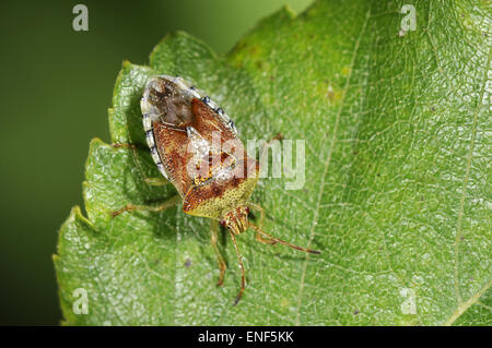 Bug - Elasmucha grisea Parent Banque D'Images