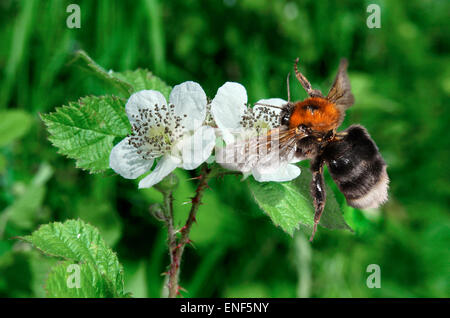 Bourdon Bombus hypnorum - arbre Banque D'Images