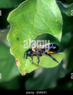 Abeilles coupeuses de feuilles - Megachile centucularis Banque D'Images