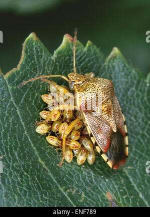 Bug - Elasmucha grisea Parent Banque D'Images