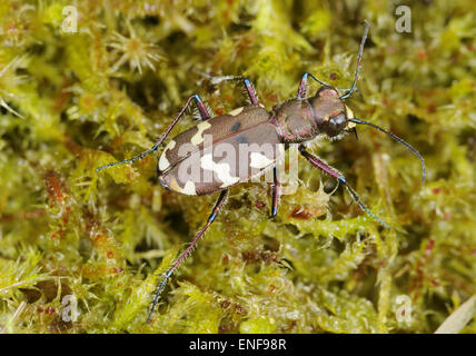 Dune du nord Tiger Beetle - Cicindela hybrida Banque D'Images