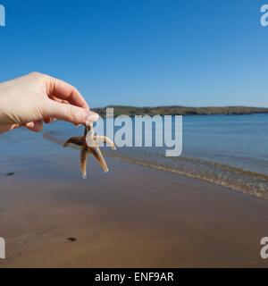Organiser la tenue d'une étoile de mer sur une plage Banque D'Images