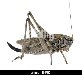 Gray Bush-cricket féminin - Platycleis albopunctata Banque D'Images