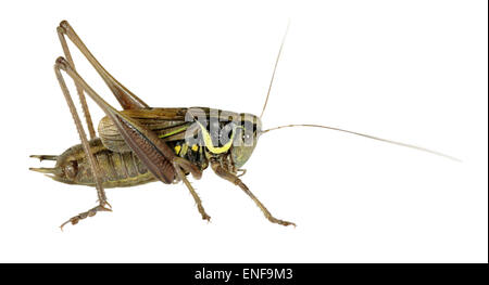 Roesel's Bush-cricket - Metrioptera roeselii mâle Banque D'Images