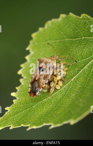 Bug - Elasmucha grisea Parent Banque D'Images