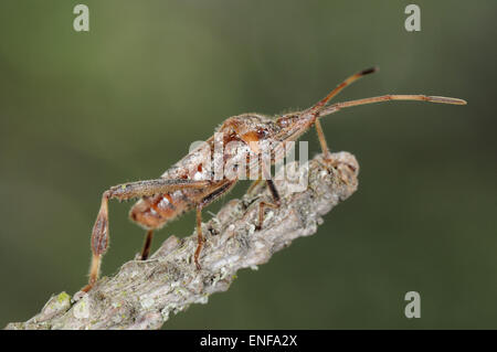 - La punaise Leptoglossus occidentalis Banque D'Images