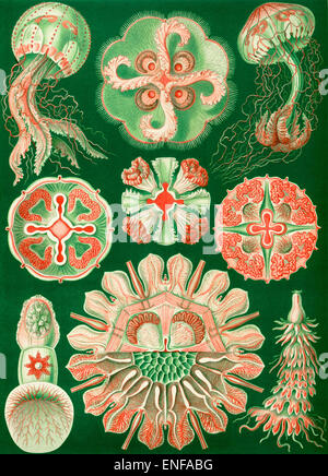 Discomedusae (méduses), par Ernst Haeckel, 1904 - éditorial uniquement. Banque D'Images