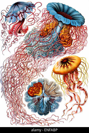 Discomedusae (méduses), par Ernst Haeckel, 1904 - éditorial uniquement. Banque D'Images