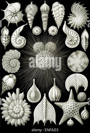 Thalamphora (plancton marin), par Ernst Haeckel, 1904 - éditorial uniquement. Banque D'Images