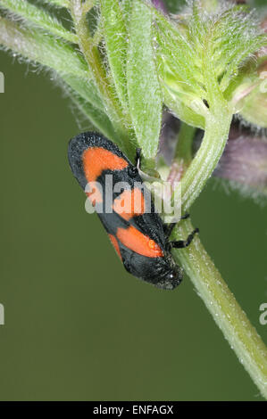 Noir et rouge - froghopper Cercopis vulnerata Banque D'Images