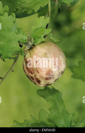 Apple - gall chêne sur chêne pédonculé causé par la guêpe cynapid Biorhiza pallida Banque D'Images
