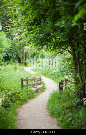 Chemin à travers une forêt de légumes verts Banque D'Images