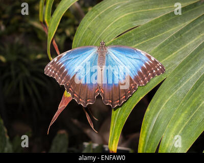 Morpho bleu (Morpho peleides) reposant sur une feuille d'un palmier au butterfly exposition à la RHS Gardens, Wisley, Woking, Surrey, UK Banque D'Images