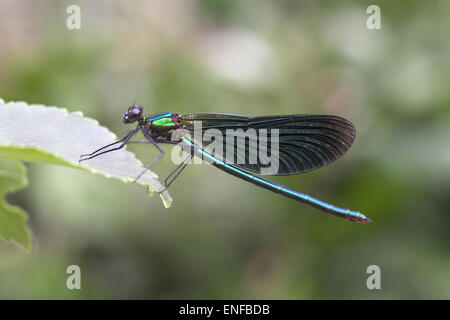 Belle Demoiselle - Calopteryx virgo - mâle Banque D'Images