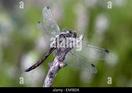 Dard noir - Sympetrum danae Banque D'Images