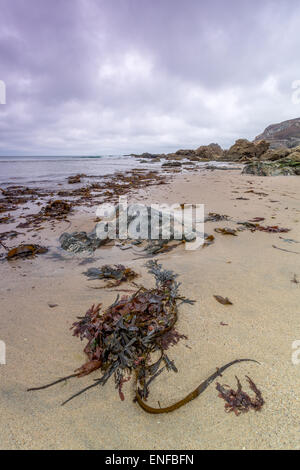 Des algues sur la plage de trevaunance cove à Cornwall england uk Banque D'Images