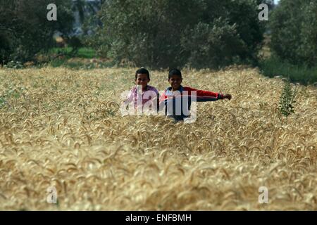 (150504) -- FAYOUM, 4 mai 2015 (Xinhua) -- Deux garçons égyptien exécuté à un champ de blé dans le village de Deska, Fayoum, à environ 130 kilomètres au sud-ouest du Caire, en Égypte, le 4 mai 2015. La récolte de blé de l'Egypte va atteindre 10 millions de tonnes cette saison et le gouvernement égyptien a mis au point un plan pour la production de blé pour satisfaire plus de 80  % de ses besoins intérieurs en 2030. L'égypte est le plus gros importateur de blé, ce qui habituellement achète environ 10 millions de tonnes de blé par an sur les marchés internationaux et utilise un mélange de blé canadien et importé pour son programme du pain subventionné. (Xinhua/Ahmed Banque D'Images