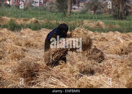 (150504) -- FAYOUM, 4 mai 2015 (Xinhua) -- une femme égyptienne travaille dans un champ de blé dans le village de Deska, Fayoum, à environ 130 kilomètres au sud-ouest du Caire, en Égypte, le 4 mai 2015. La récolte de blé de l'Egypte va atteindre 10 millions de tonnes cette saison et le gouvernement égyptien a mis au point un plan pour la production de blé pour satisfaire plus de 80  % de ses besoins intérieurs en 2030. L'égypte est le plus gros importateur de blé, ce qui habituellement achète environ 10 millions de tonnes de blé par an sur les marchés internationaux et utilise un mélange de blé canadien et importé pour son programme du pain subventionné. (Xinhua/Ahm Banque D'Images