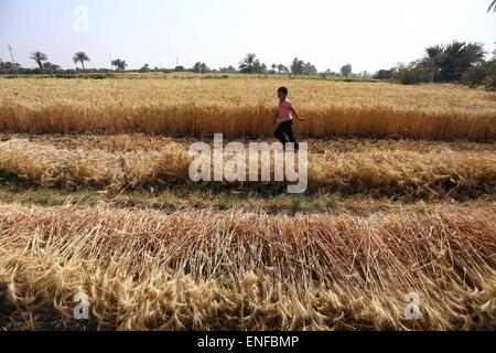 (150504) -- FAYOUM, 4 mai 2015 (Xinhua) -- un garçon égyptien fonctionne à un champ de blé dans le village de Deska, Fayoum, à environ 130 kilomètres au sud-ouest du Caire, en Égypte, le 4 mai 2015. La récolte de blé de l'Egypte va atteindre 10 millions de tonnes cette saison et le gouvernement égyptien a mis au point un plan pour la production de blé pour satisfaire plus de 80  % de ses besoins intérieurs en 2030. L'égypte est le plus gros importateur de blé, ce qui habituellement achète environ 10 millions de tonnes de blé par an sur les marchés internationaux et utilise un mélange de blé canadien et importé pour son programme du pain subventionné. (Xinhua/Ahmed Banque D'Images