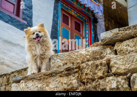 Chien enjoué devant une maison népalaise, au Népal Banque D'Images