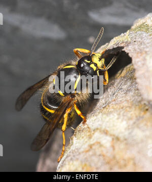 Guêpe Dolichovespula saxonica Saxon - construction nest Banque D'Images