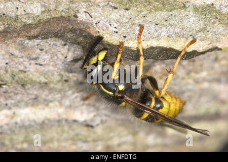 Guêpe Dolichovespula saxonica Saxon - construction nest Banque D'Images