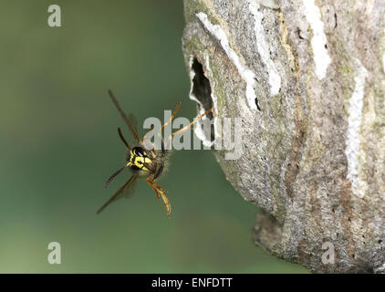 Dolichovespula saxonica Saxon Wasp - Banque D'Images