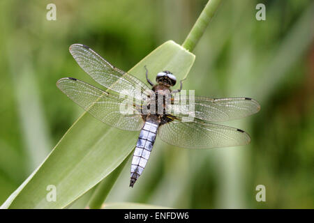 Rares Libellula fulva - CHASER - mâle Banque D'Images