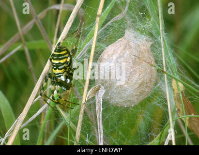 Spider Argiope bruennichi Wasp - Femme - sac de protection Banque D'Images