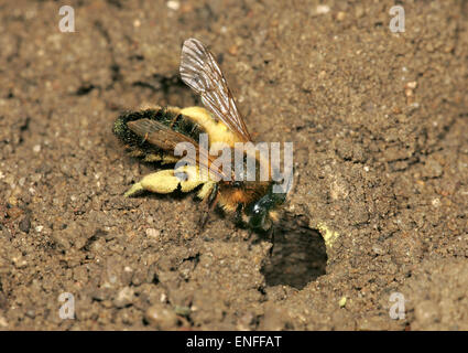 Tawny Mining Bee - Andrena fulva Banque D'Images