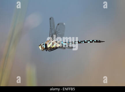 Hawker migrants - Libellule Aeshna mixta Banque D'Images