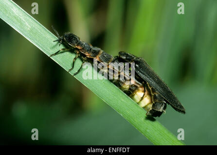 Glow-worm - Lampyris noctiluca l'accouplement Banque D'Images