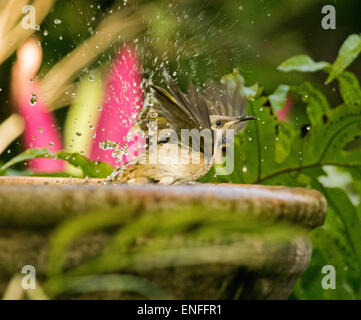 Brown australienne, méliphage Lichmera indistincta, à bain d'oiseaux avec des ailes outstretching, projections d'eau dans l'air et plus de plantes à feuillage vert Banque D'Images