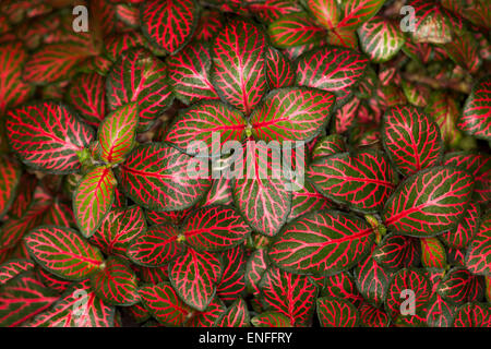 Fittonia, albivenis / mosaïque végétale nerveuses, masse de feuilles panachées rouge vif spectaculaire avec des nervures vert émeraude, la couverture du sol / plante Banque D'Images