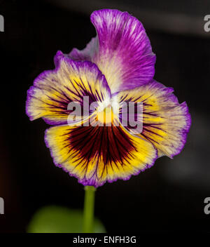 Couleurs vives spectaculaires fleurs violet vif avec pansy / pétales magenta et jaune sur un fond noir Banque D'Images
