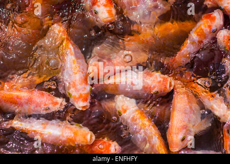 Les poissons dans de nombreuses nuances d'orange d'une grande densité d'un plan d'eau Banque D'Images