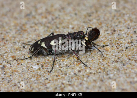 Tiger Beetle Dune - Cicindela maritima - avec les proies Banque D'Images