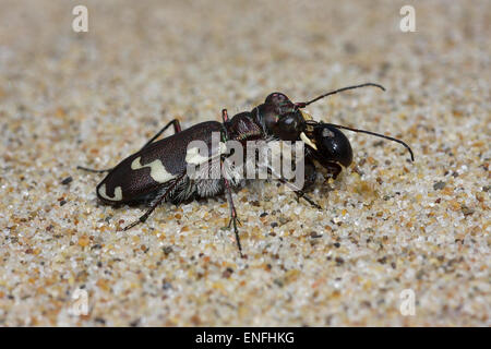 Tiger Beetle Dune - Cicindela maritima - avec les proies Banque D'Images