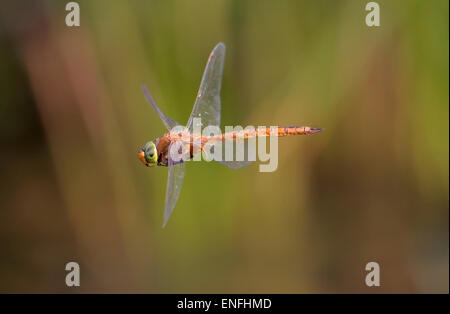 Norfolk - Hawker Aeshna isosceles Banque D'Images