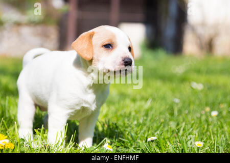 Race mixte adorable petit chiot sur l'herbe. Banque D'Images