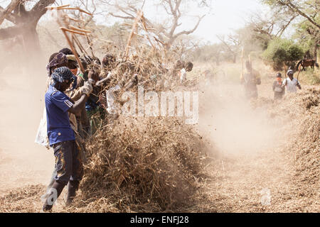 Les préparateurs d'arachides dans cuntry, Seine de Saloium, Sénégal, novembre 2012 Banque D'Images