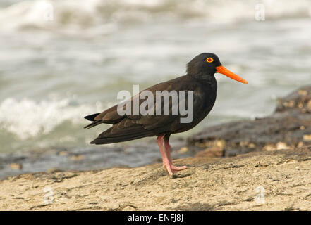 L'huîtrier fuligineux australienne, Haematopus fuliginosus, sur les roches du littoral du Pacifique avec les vagues de l'océan en arrière-plan Banque D'Images