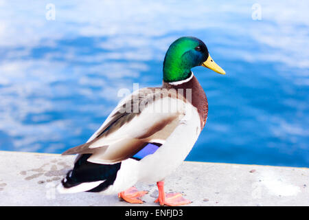 Canard colvert posant sur le mur par le bord de mer Banque D'Images