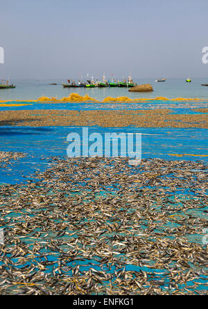 Poissons séchés sur la plage de Ngapali, Myanmar, Banque D'Images