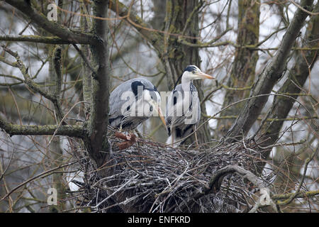 Héron cendré Ardea cinerea, deux oiseaux au nid, Herts, Mars 2015 Banque D'Images