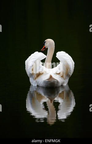 Mute Swan (Cygnus olor) piscine en mode vol, avec reflet dans l'eau, Schleswig-Holstein, Allemagne Banque D'Images