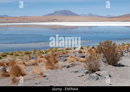 Lagoon avec des flamants roses (Phoenicoparrus jamesi), Salar de Uyuni, Bolivie Banque D'Images