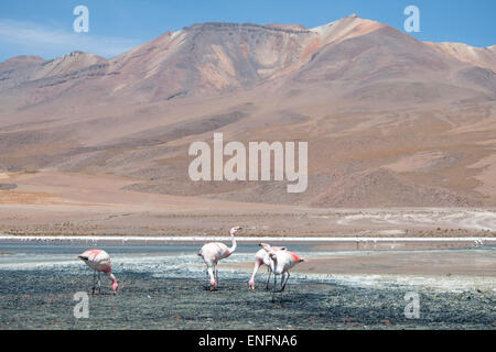 Les flamants de James (Phoenicoparrus jamesi), Salar de Uyuni, Bolivie Banque D'Images